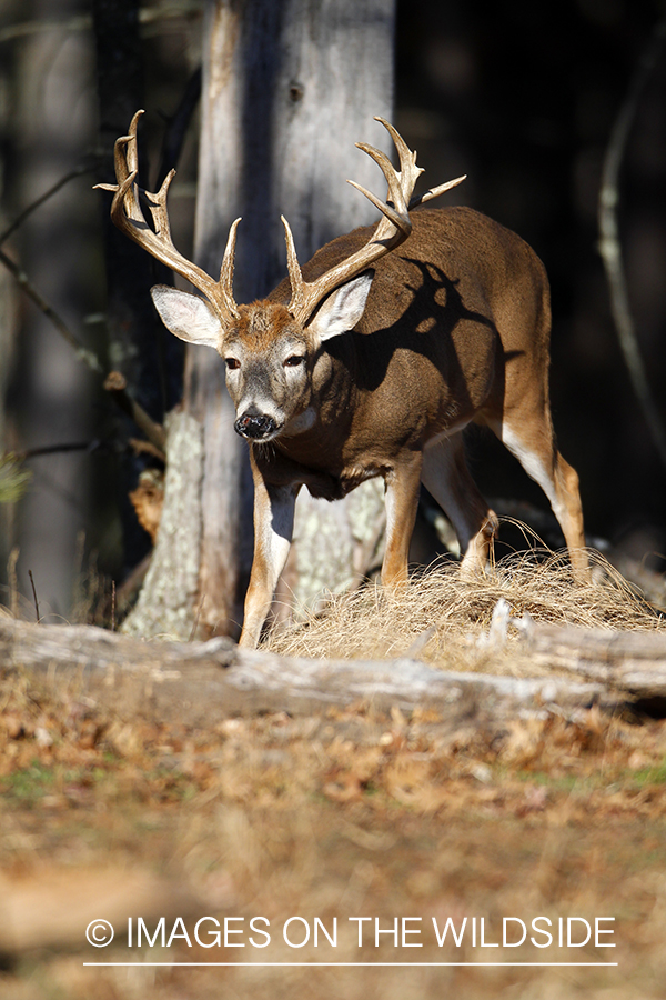 White-tailed buck in habitat. 