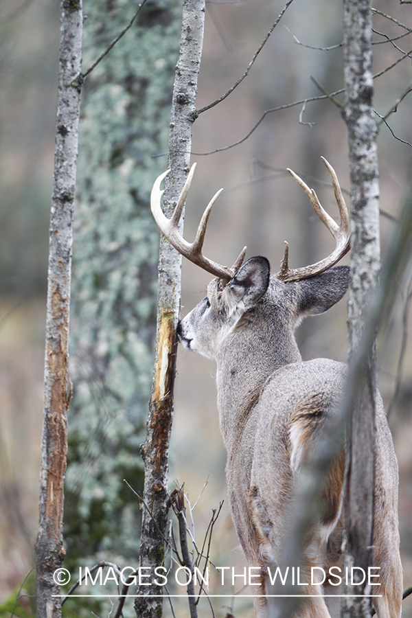 White-tailed buck rubbing tree. 