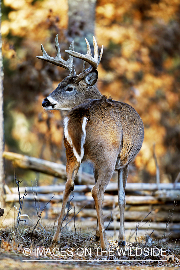 White-tailed buck in habitat. *