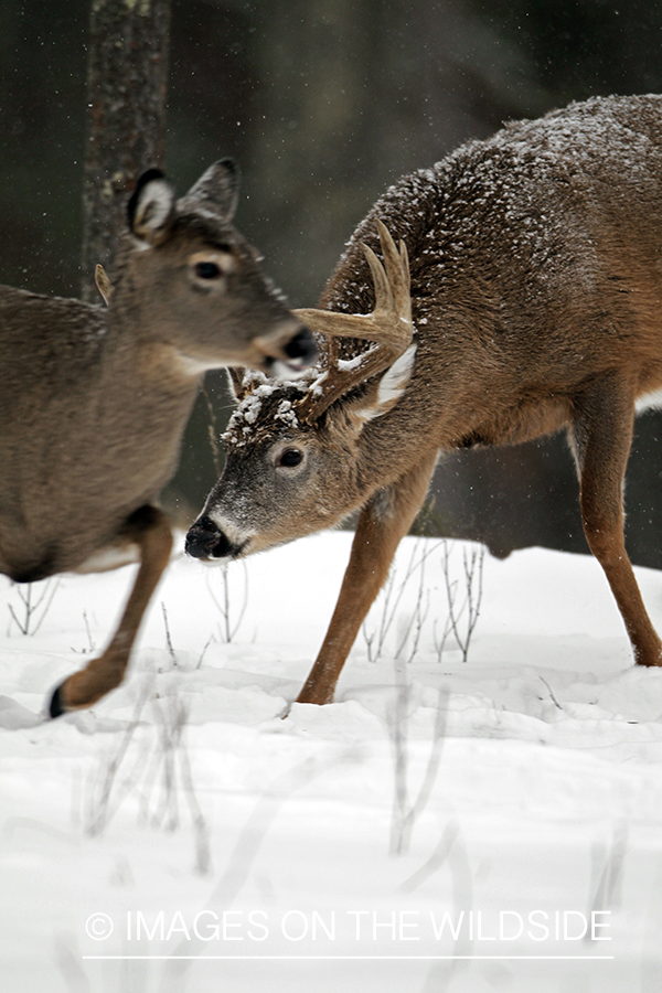 White-tailed buck chasing a doe in habitat. *