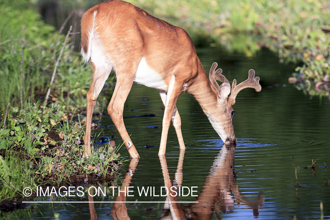 White-tailed deer in velvet in habitat. 