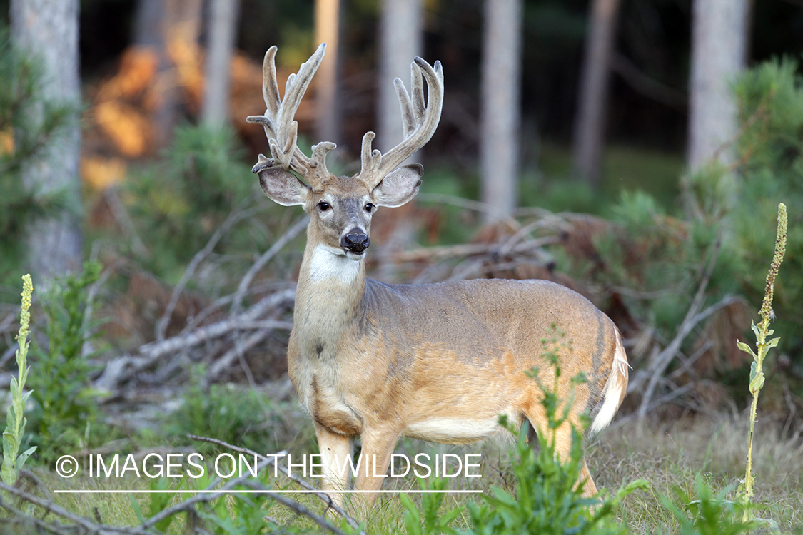 White-tailed buck in velvet.  