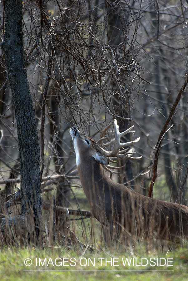 White-tailed buck in habitat. 