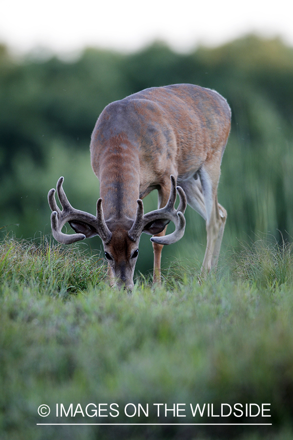 White-tailed buck in velvet.  