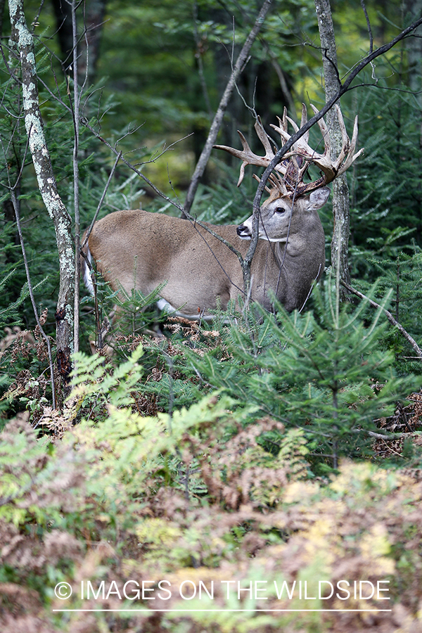 White-tailed buck in habitat.  