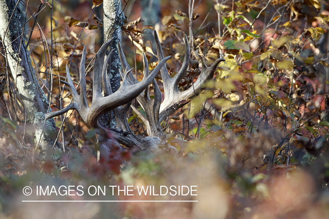 White-tailed buck in habitat. 