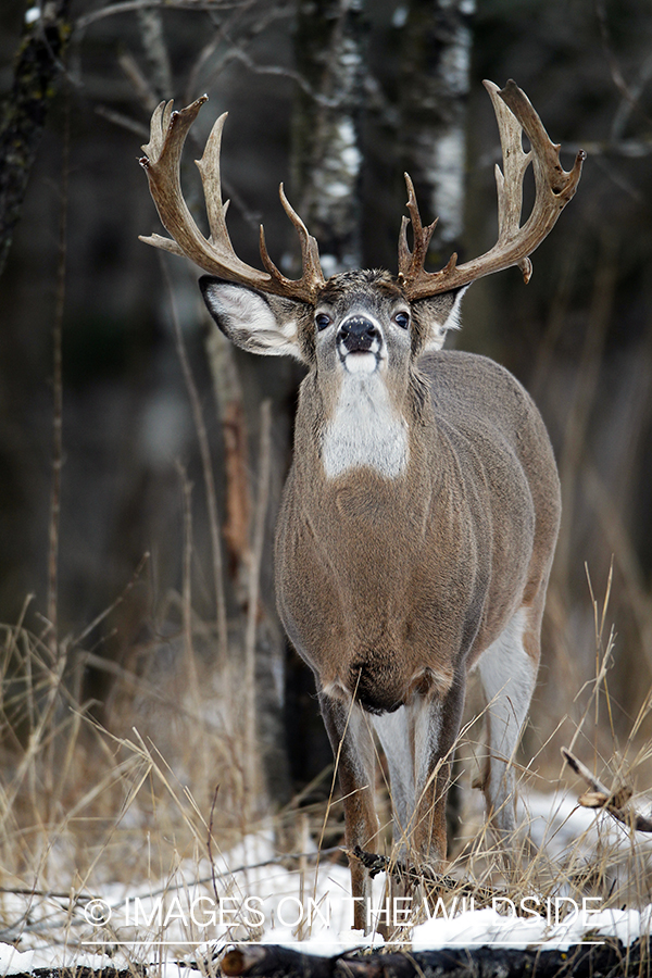 White-tailed buck in habitat. 