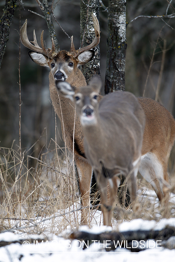 White-tailed buck with doe. 