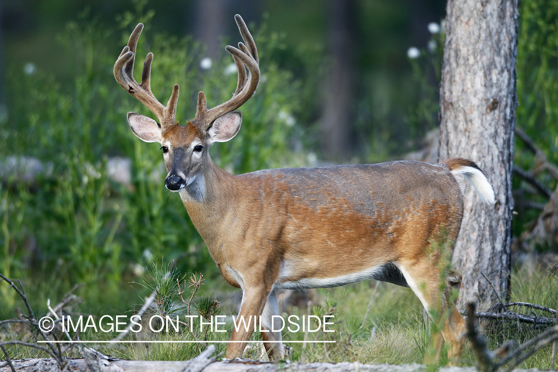 White-tailed buck in velvet.