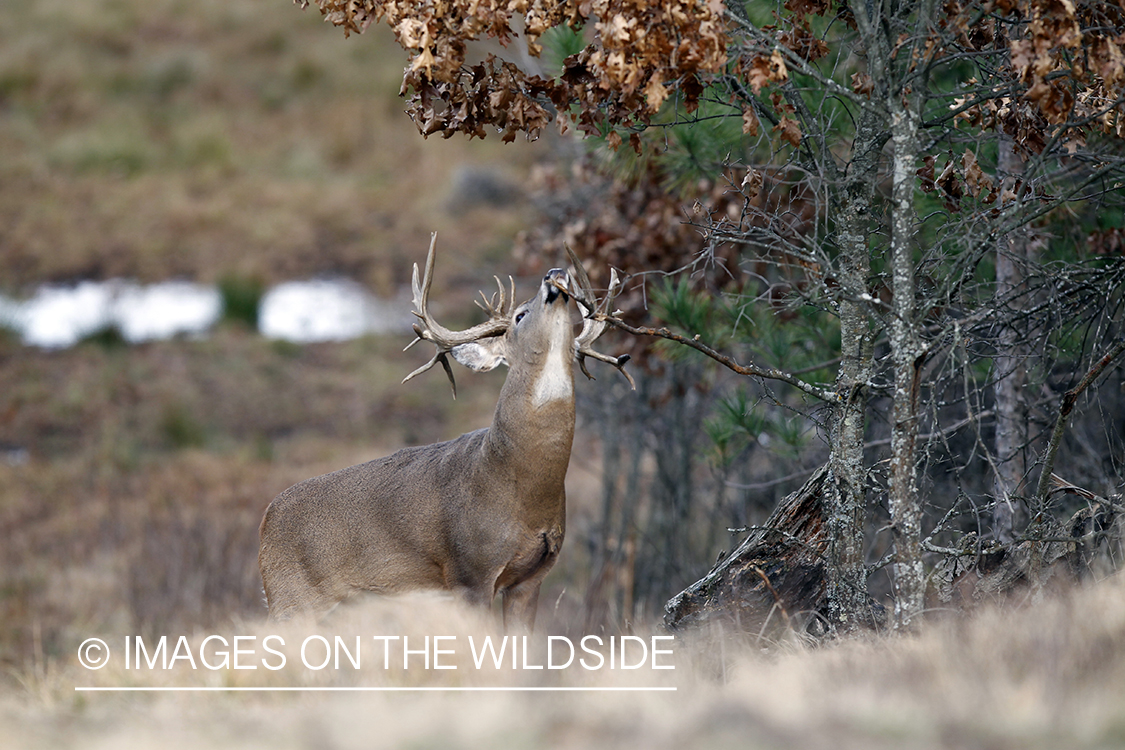 White-tailed buck scent marking branch.