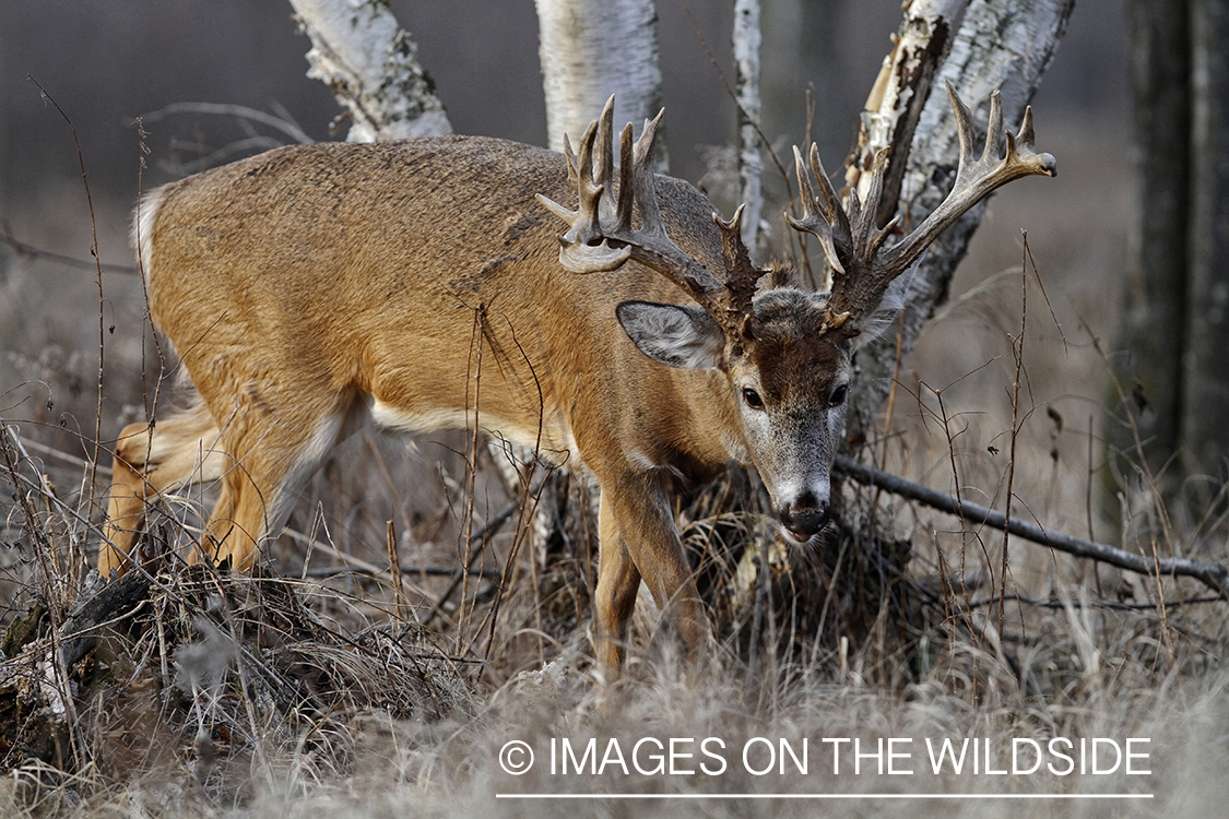 White-tailed buck in habitat.