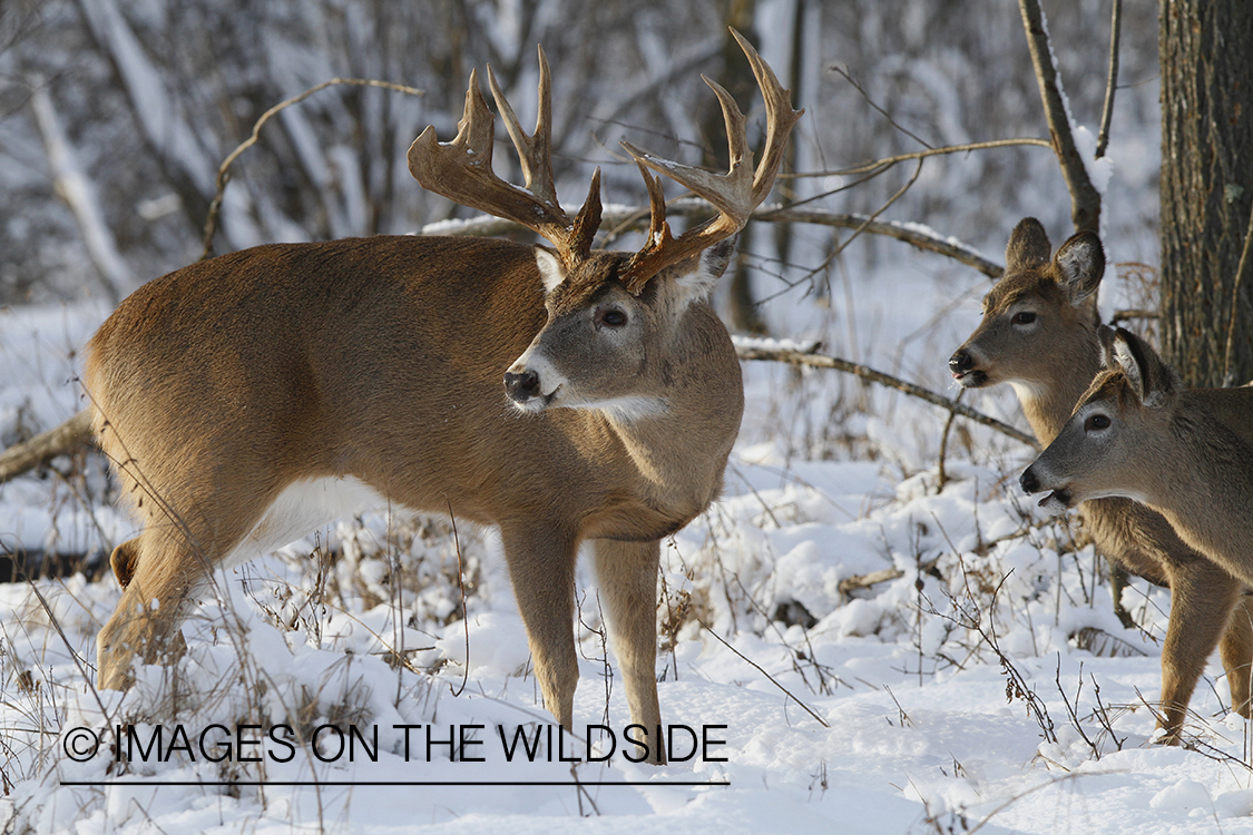 White-tailed buck and does in winter habitat.