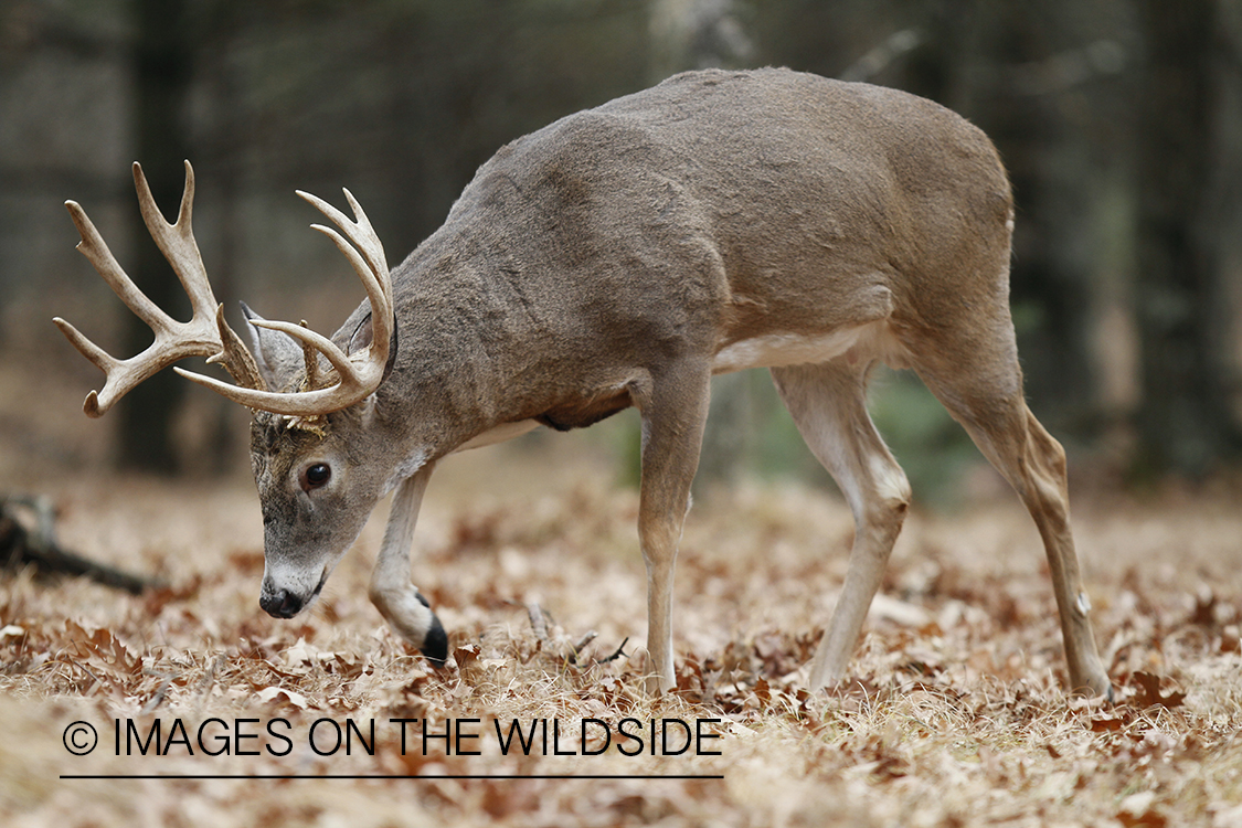 White-tailed buck displaying aggressive behavior.