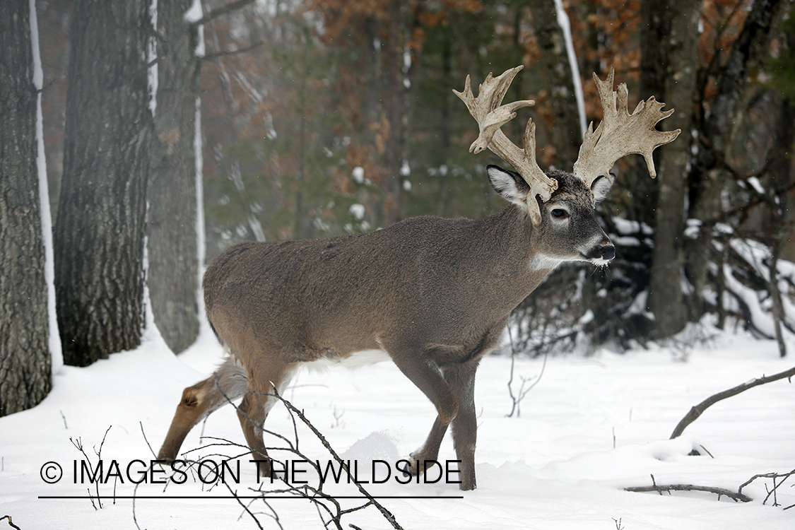 White-tailed buck in winter habitat.