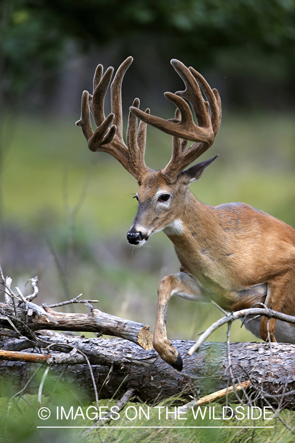 White-tailed buck in habitat.