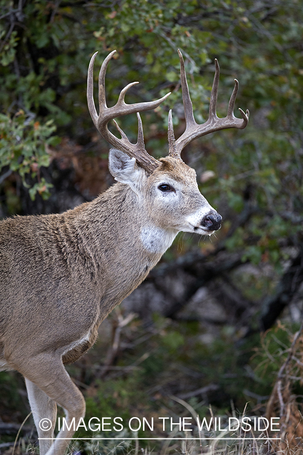 White-tailed buck in habitat. 