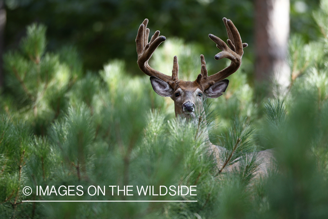 White-tailed buck in velvet.