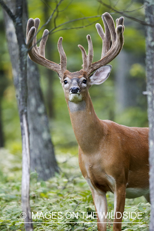 White-tailed buck in velvet.