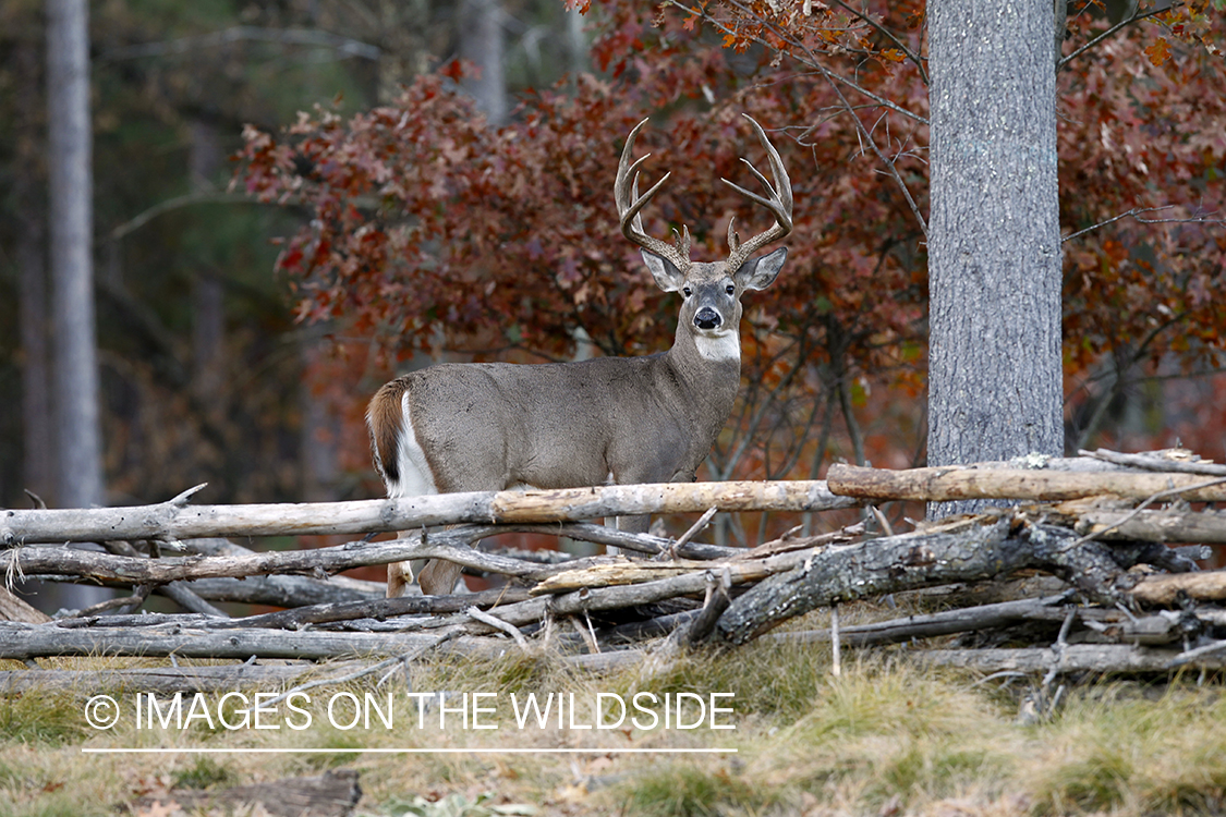 White-tailed buck in habitat.