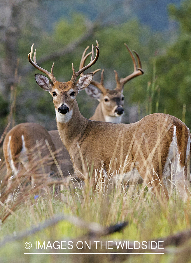 White-tailed bucks in habitat.