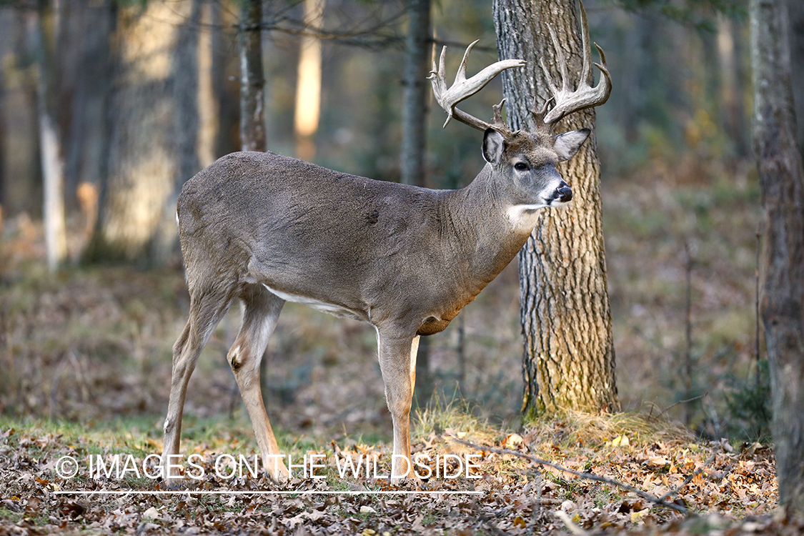 White-tailed buck in habitat.