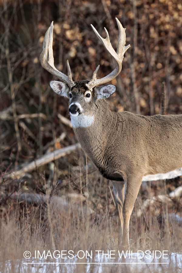 White-tailed buck in habitat.