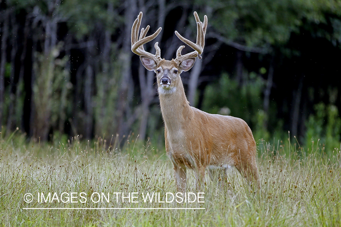 White-tailed Buck in Velvet.