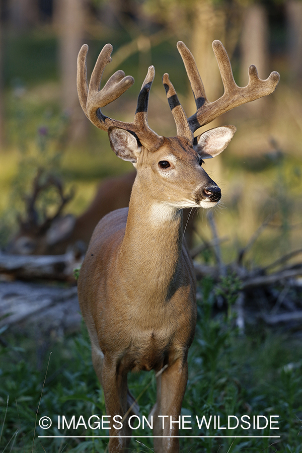 White-tailed buck in Velvet.