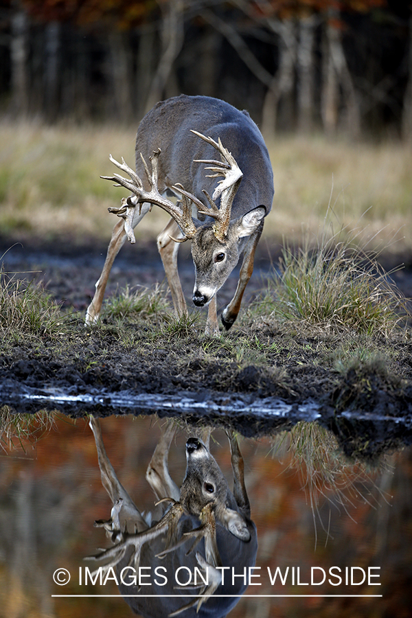 White-tailed buck with reflection in water.