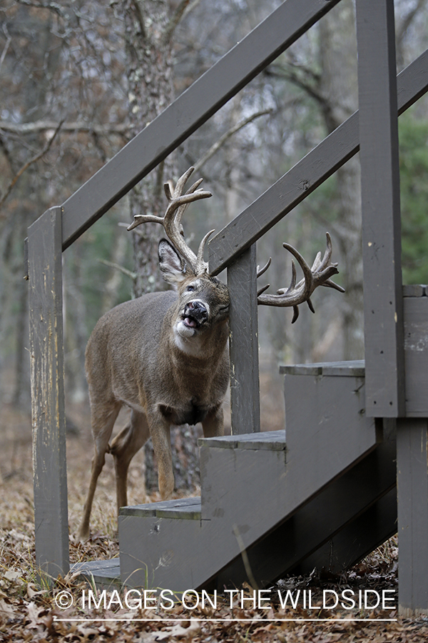 White-tailed buck rubbing on stairway at hunting.