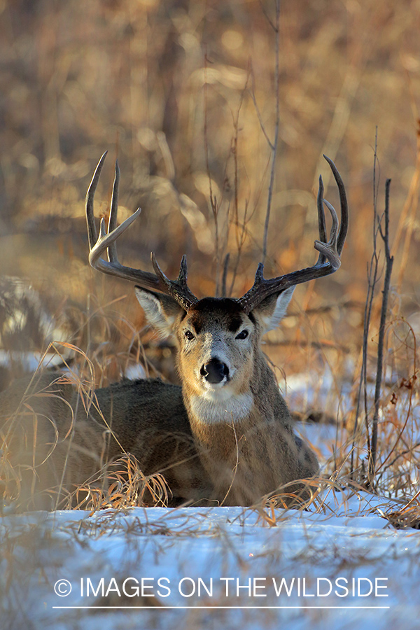 White-tailed buck in snow.