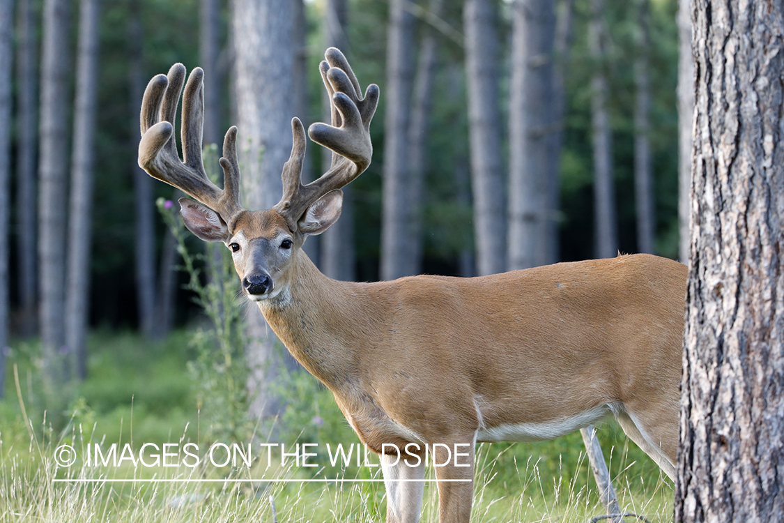 White-tailed buck in velvet.