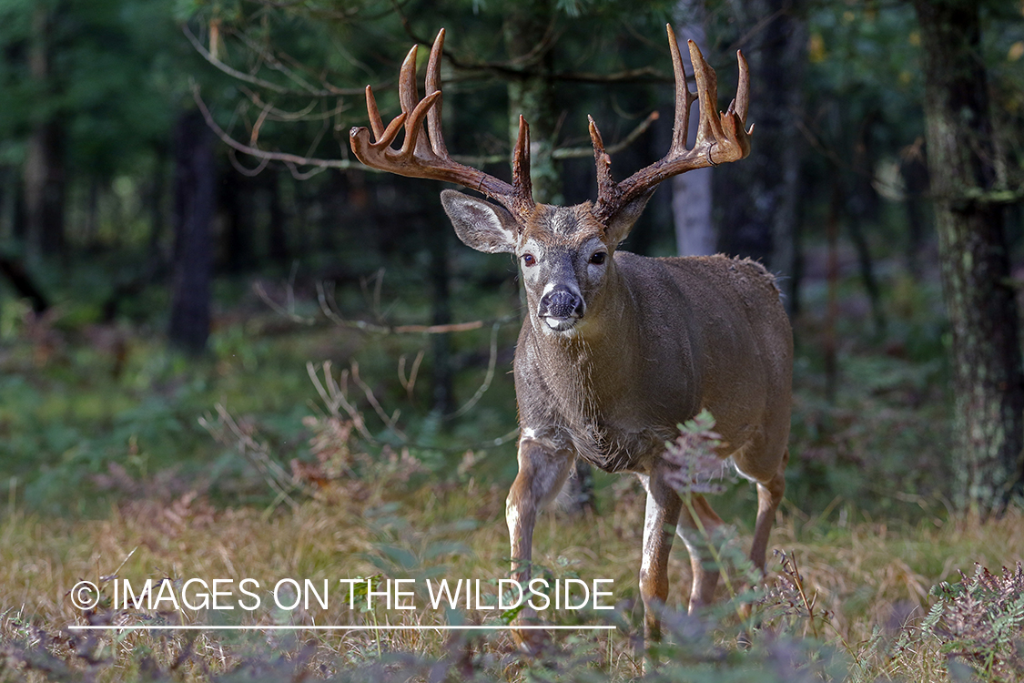 White-tailed buck in field.