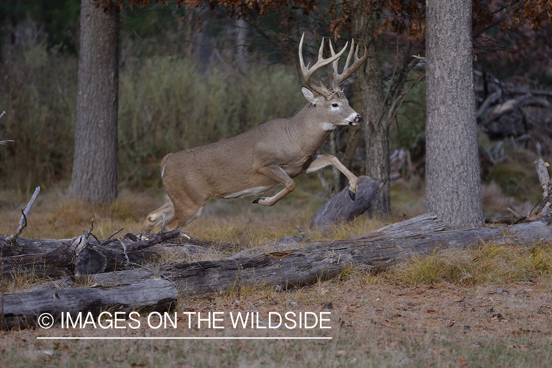 White-tailed buck jumping over log in field.