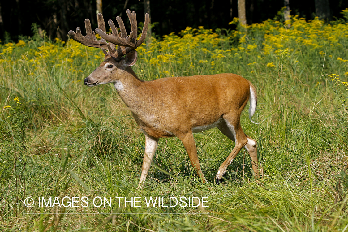 White-tailed buck in field.