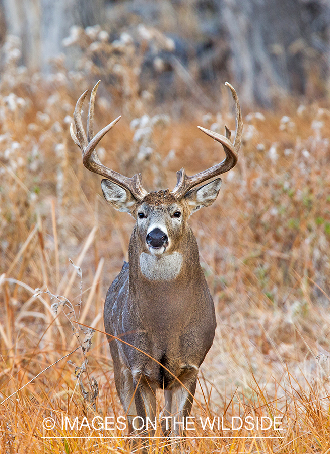 White-tailed buck in field.