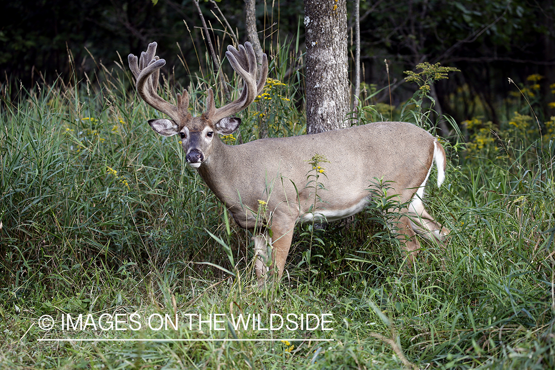 White-tailed buck in Velvet.