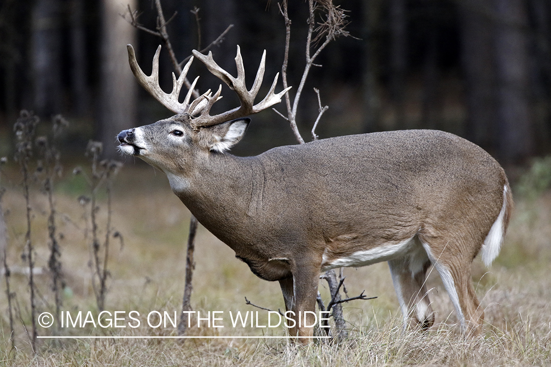 White-tailed buck in the rut.