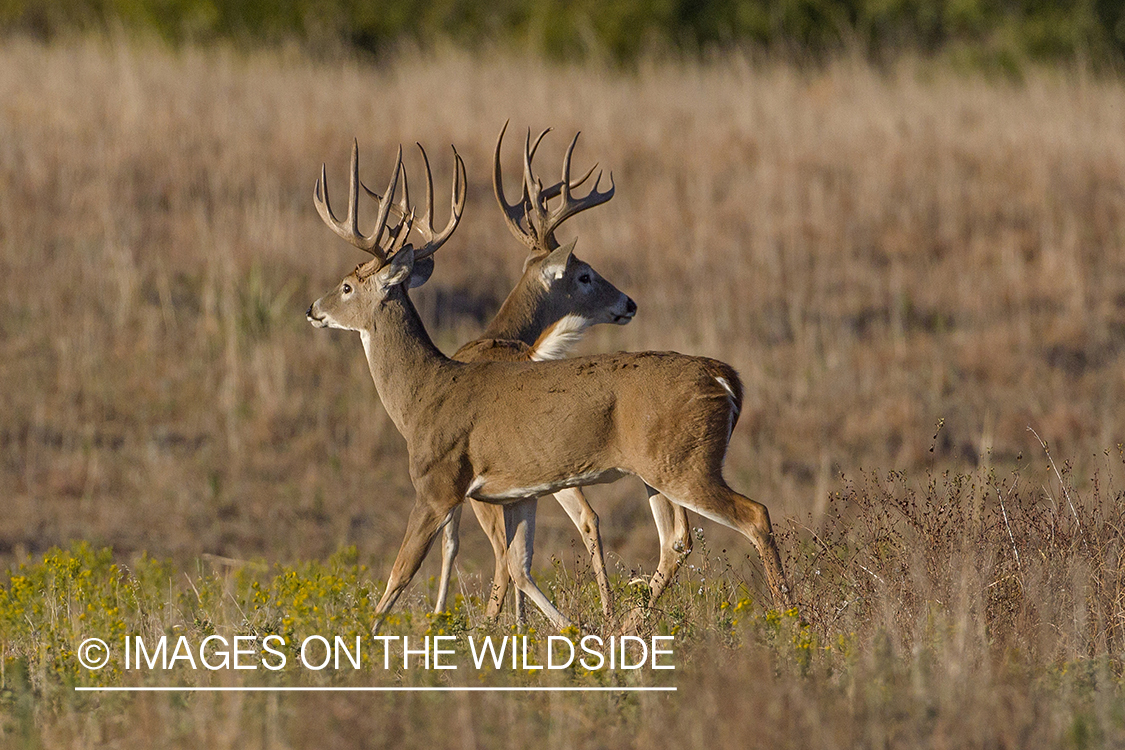 White-tailed bucks in field.