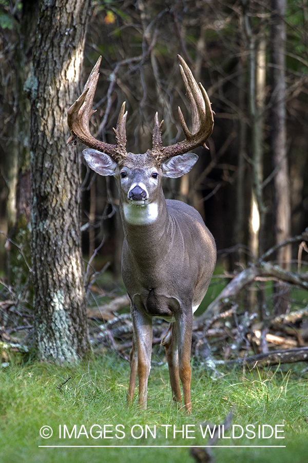 White-tailed buck in the Rut.