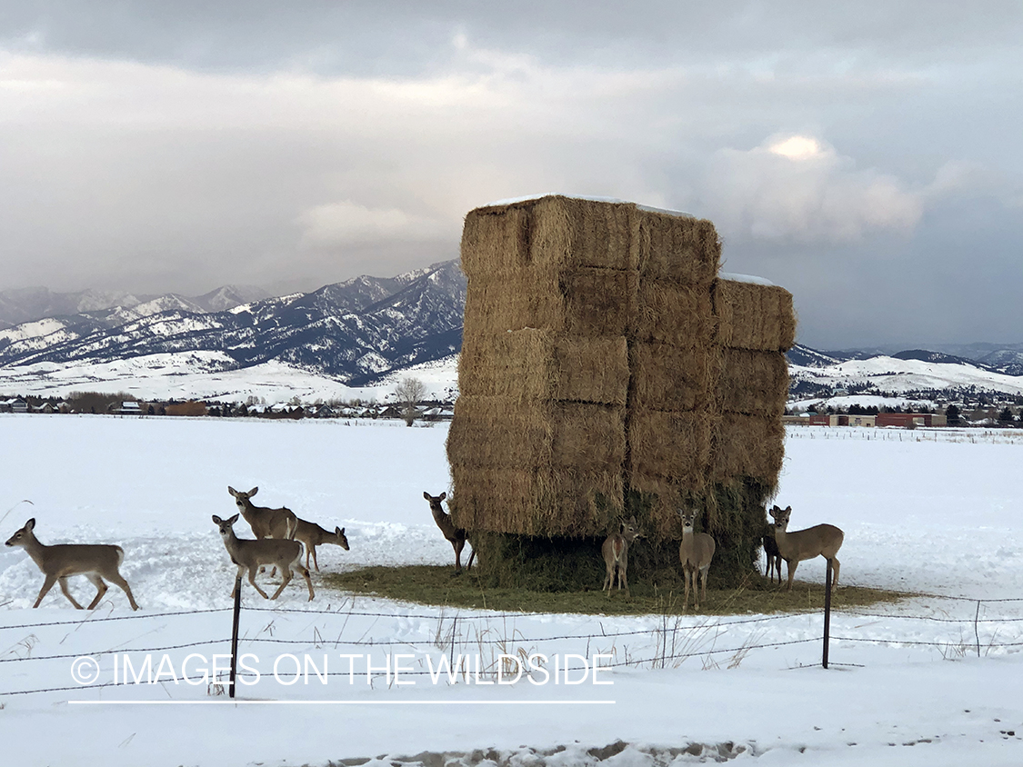 White-tailed deer eating/damaging winter haystack.