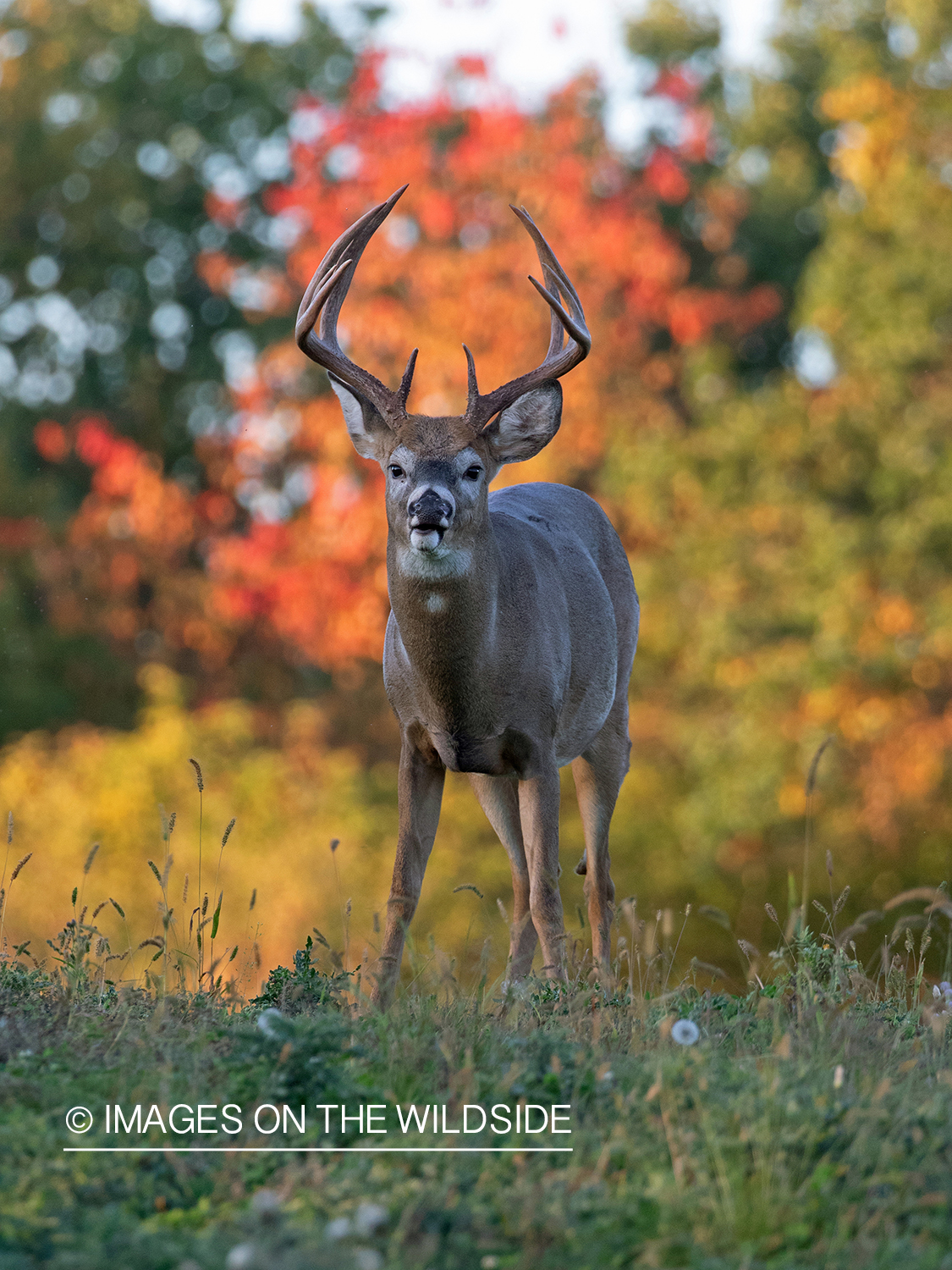 White-tailed deer in field.