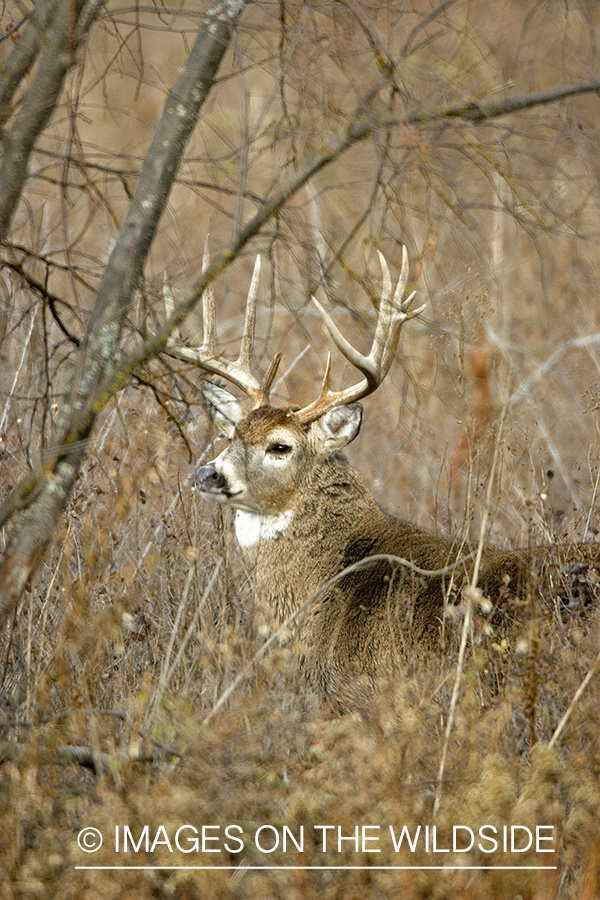 White-tailed buck in thick forest.