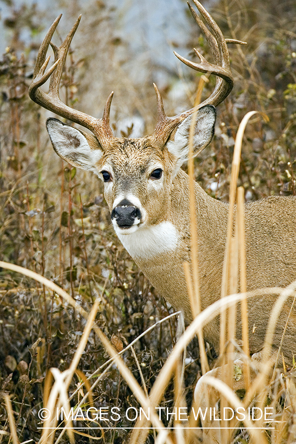 White-tailed deer in habitat