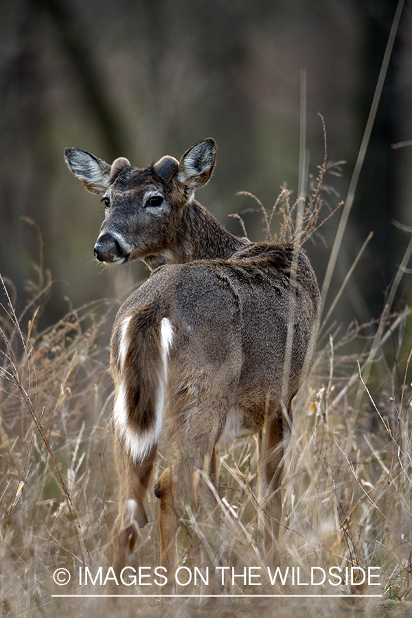 White-tailed deer in habitat