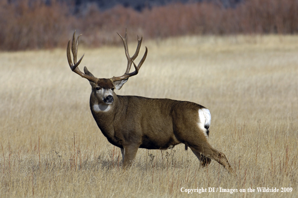 Mule buck in habitat.