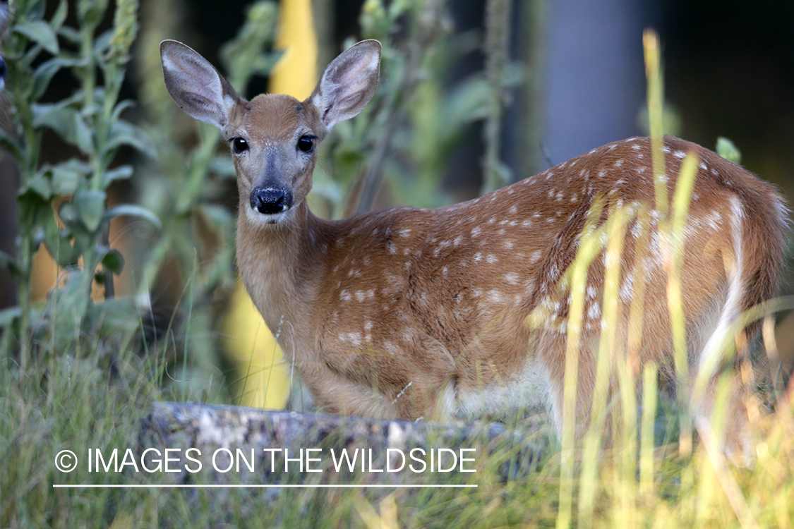 White-tailed fawn in habitat. 