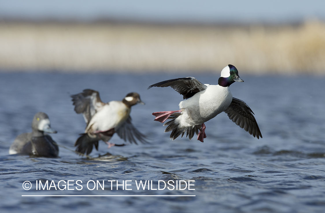 Bufflehead ducks landing with decoys.