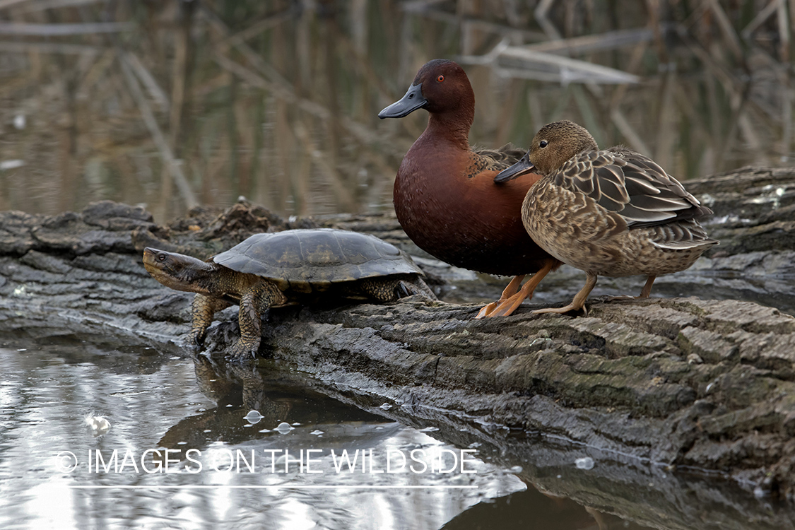 Cinnamon Teals sitting on log.