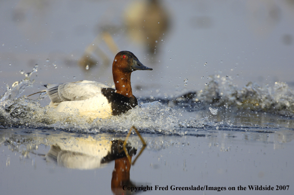 Canvasback duck